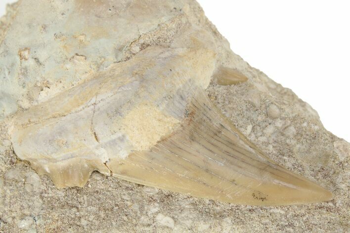 Otodus Shark Tooth Fossil in Rock - Morocco #230902